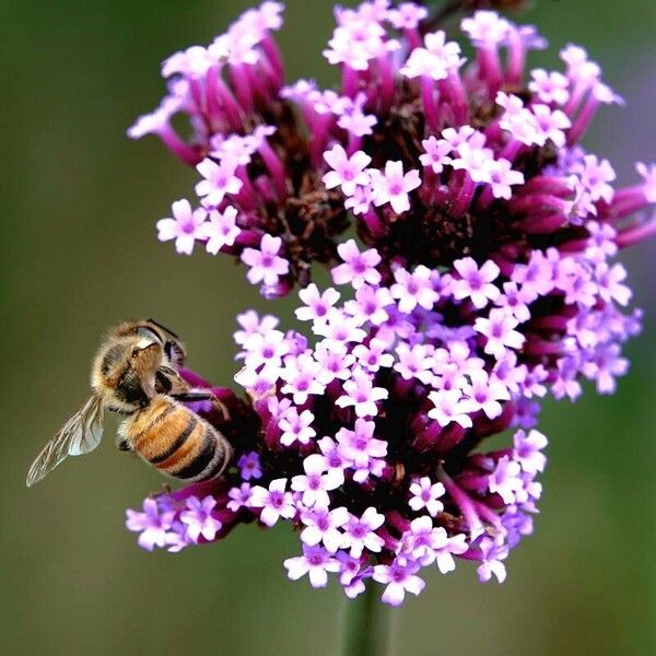 Verbena bonariensis अन्य