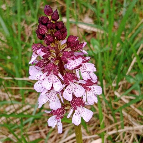 Orchis purpurea 花