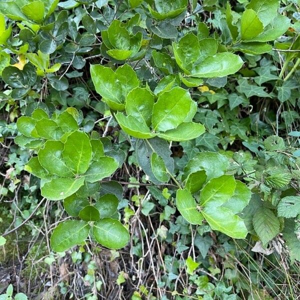 Quercus agrifolia ᱥᱟᱠᱟᱢ