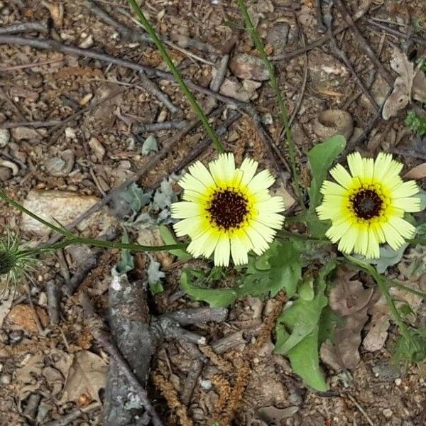 Tolpis barbata Blüte