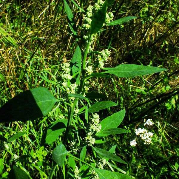 Chenopodium album फूल