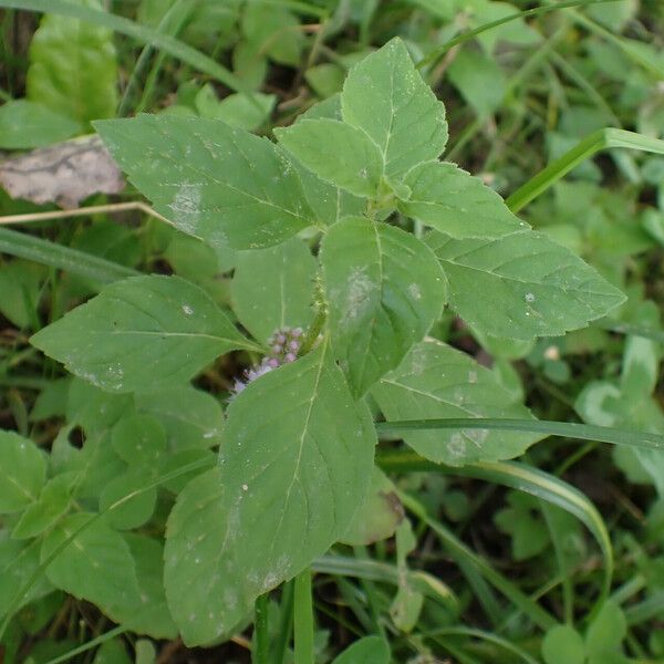 Mentha arvensis List