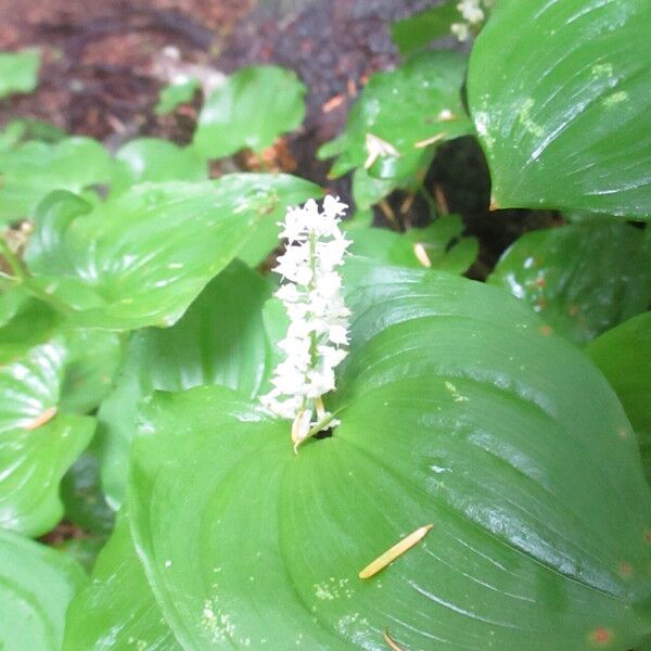 Maianthemum dilatatum Blomst