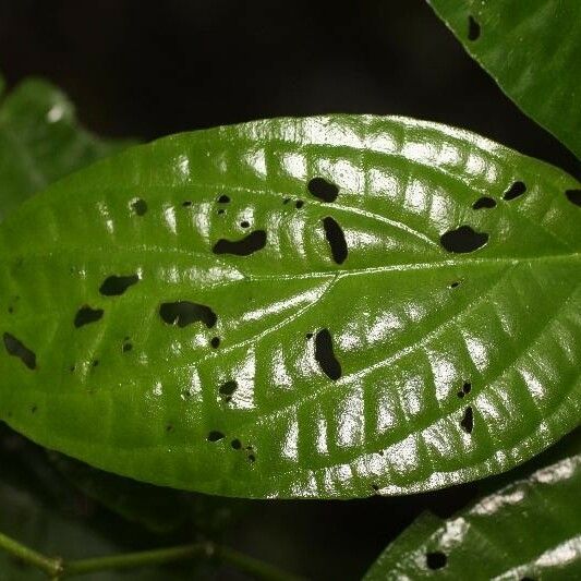 Piper hispidum Leaf