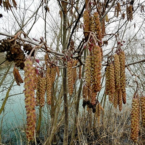 Alnus incana Flor