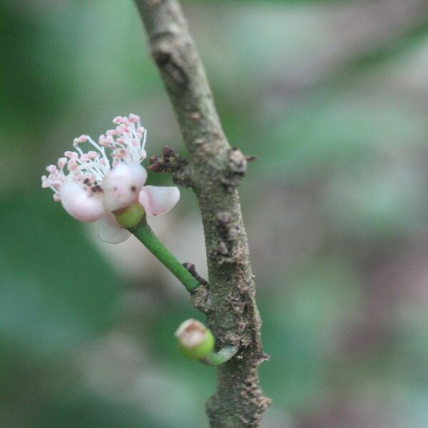 Eugenia stictopetala 花