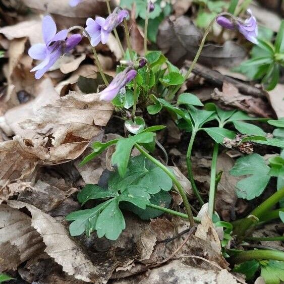 Viola reichenbachiana Habit