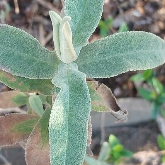 Buddleja myriantha Foglia