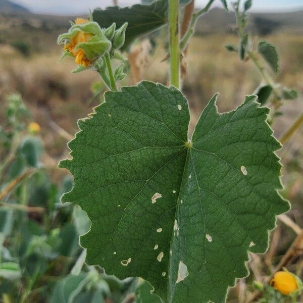 Abutilon pannosum Blad