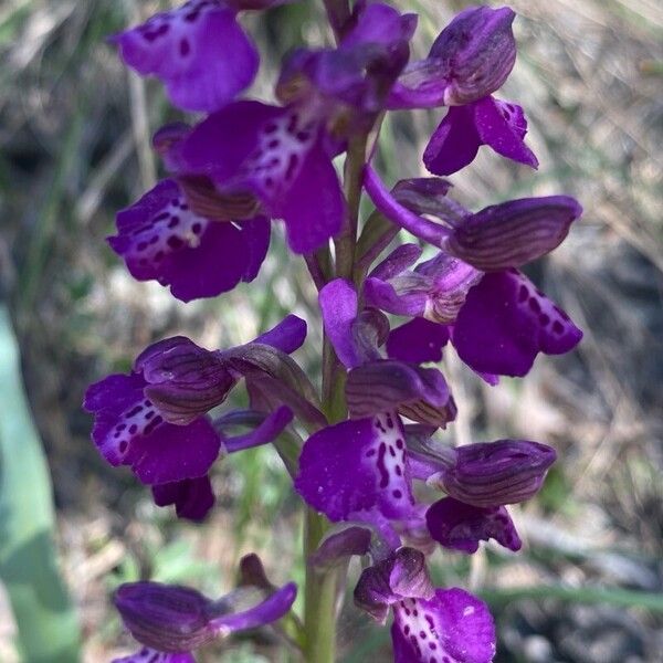 Anacamptis morio 花