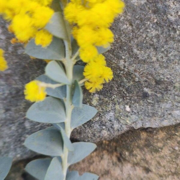 Acacia cultriformis फूल