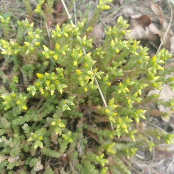 Sedum annuum Levél