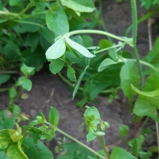 Medicago lupulina Folla