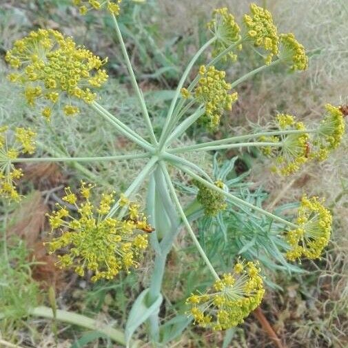 Foeniculum vulgare ᱵᱟᱦᱟ