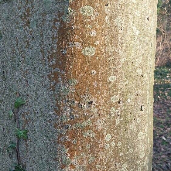 Celtis australis Escorça