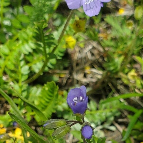 Polemonium pulcherrimum Flower