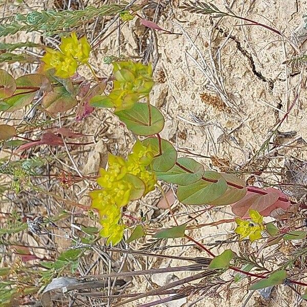 Bupleurum rotundifolium Virág