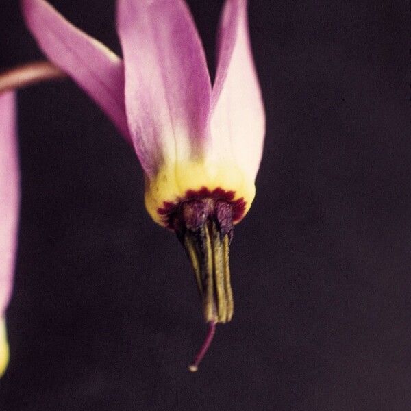 Primula jeffreyi Flower