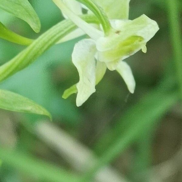 Platanthera chlorantha Flor