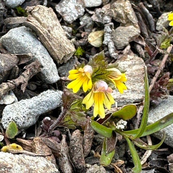 Euphrasia minima Λουλούδι