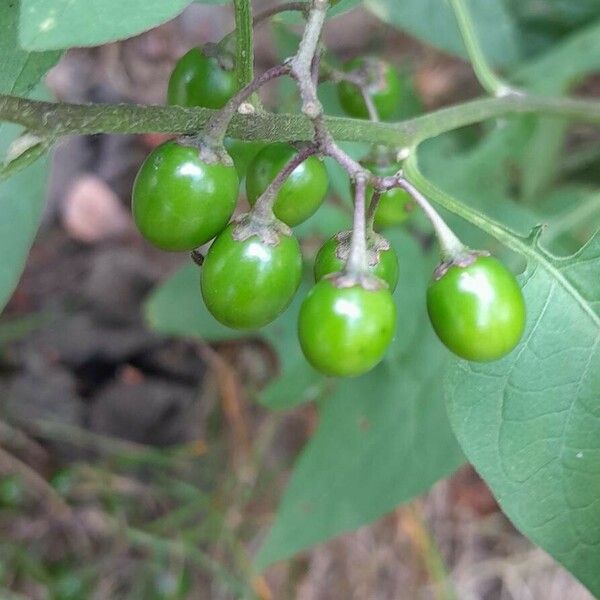Solanum dulcamara फल