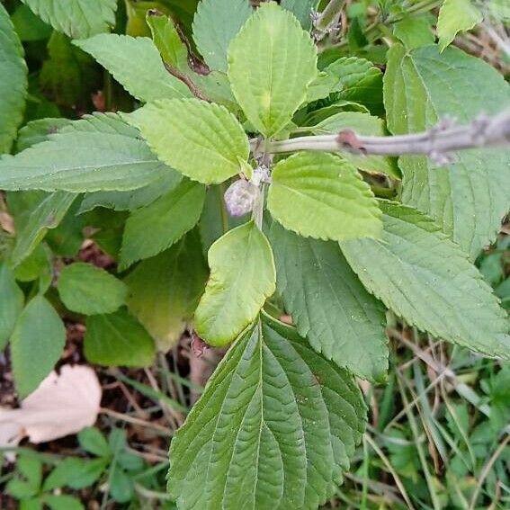 Salvia farinacea 葉