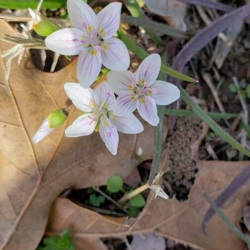 Claytonia virginica Kwiat