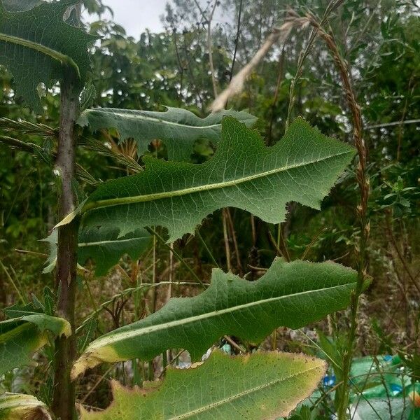 Lactuca virosa Folla