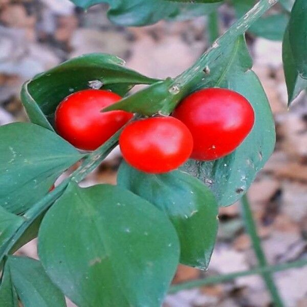 Ruscus aculeatus Frutto