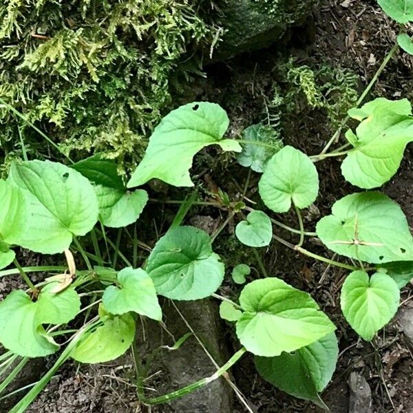 Viola reichenbachiana Liść