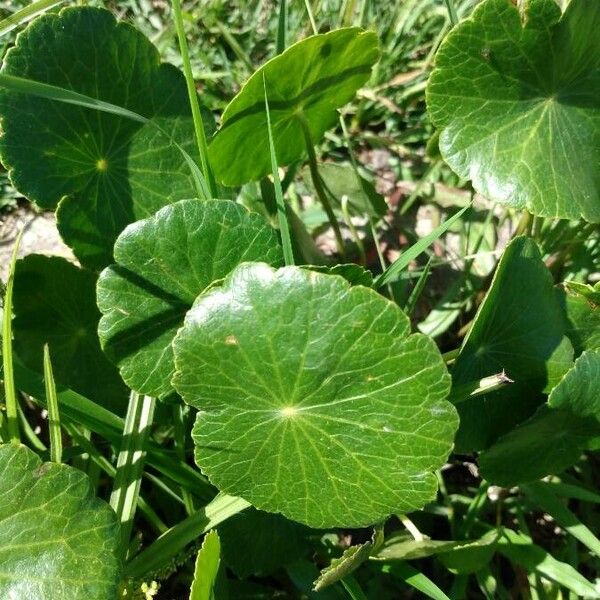 Hydrocotyle bonariensis List