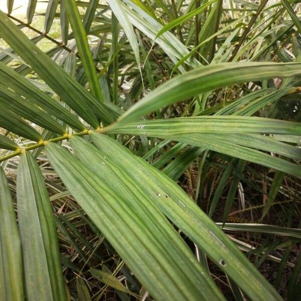 Elaeis guineensis Leaf