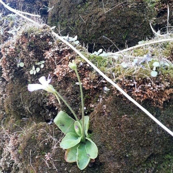 Pinguicula crystallina Leaf