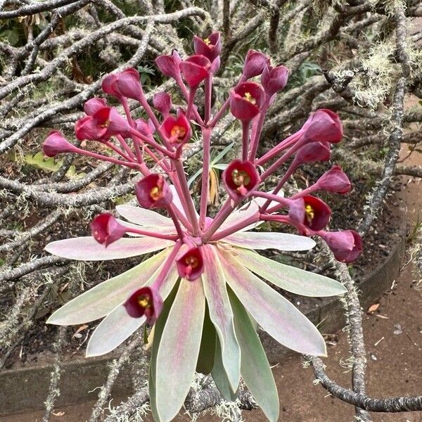 Euphorbia atropurpurea Flower