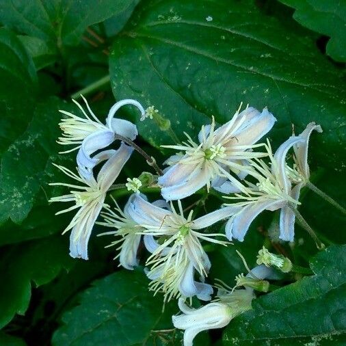 Clematis flammula Flower