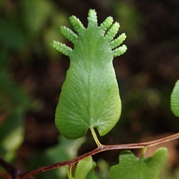 Lygodium microphyllum Folio