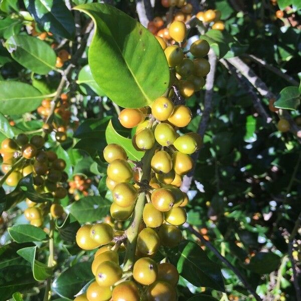 Ilex aquifolium Fruct