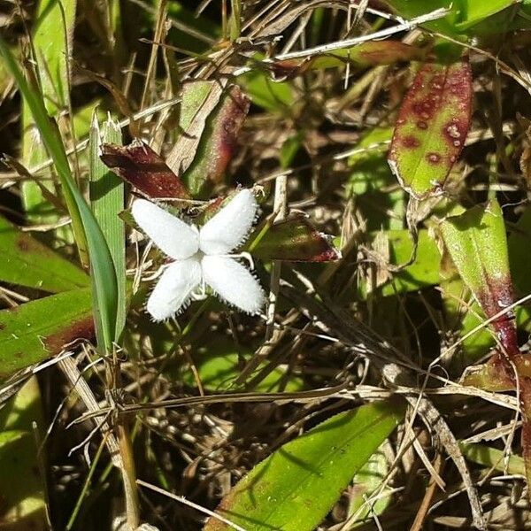 Diodia virginiana Цвят