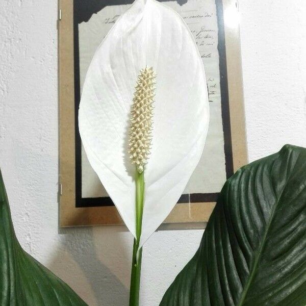 Spathiphyllum cochlearispathum Kvet