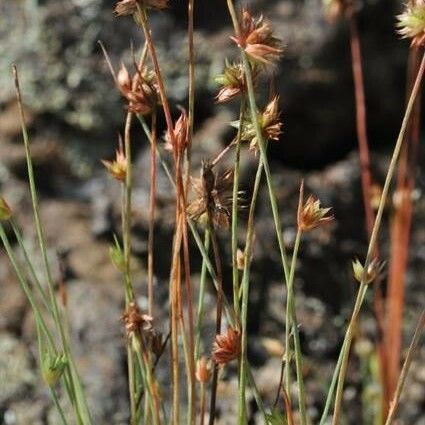 Juncus capitatus Habit