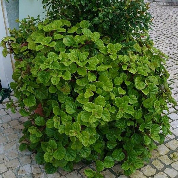 Plectranthus verticillatus Συνήθη χαρακτηριστικά