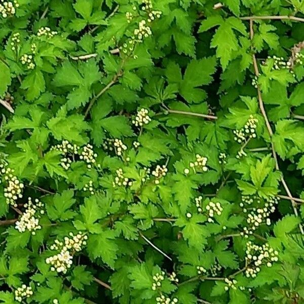 Stephanandra incisa Flower