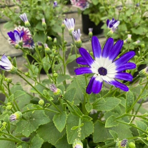 Pericallis lanata Kwiat