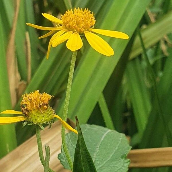 Aspilia pluriseta Blomma