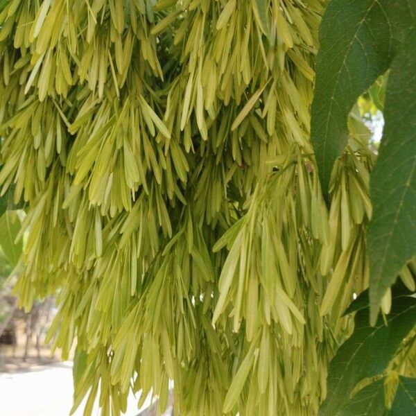 Fraxinus excelsior Blomma