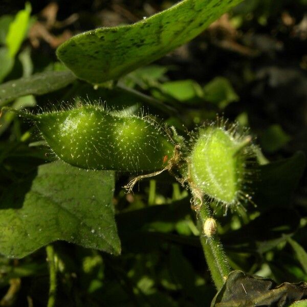 Vigna mungo Fruit