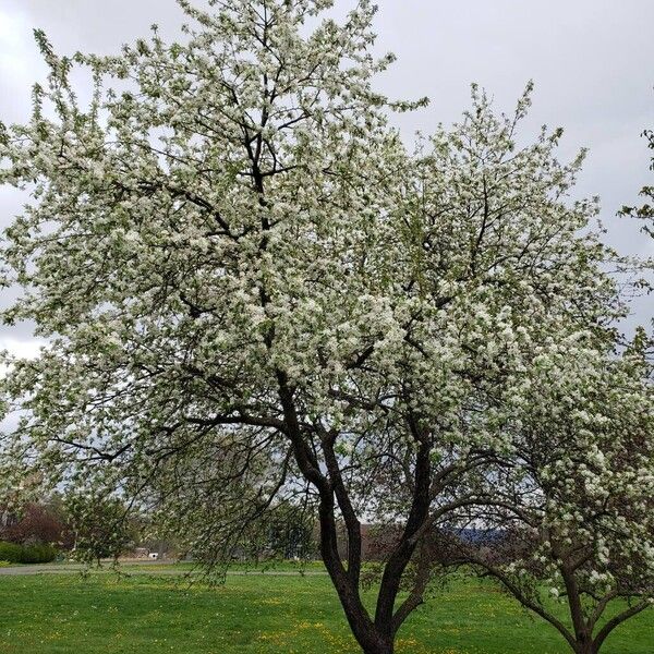 Malus spectabilis Habitat