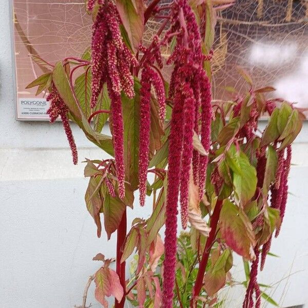 Amaranthus caudatus Цвят