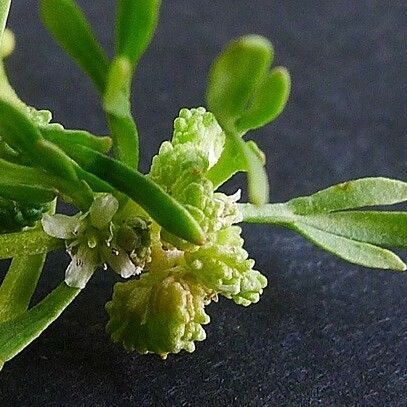 Lepidium squamatum 其他