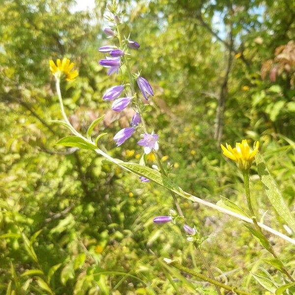 Campanula bononiensis Floro